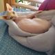 Sphynx Cats for sale in 1510 Lexington Ave, New York, NY 10029, USA. price: $900