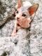 Sphynx Cats for sale in Stafford, VA 22554, USA. price: NA