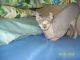 Sphynx Cats for sale in Titusville, FL, USA. price: $850