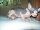 Sphynx Cats for sale in Titusville, FL, USA. price: $1,500