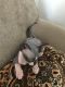 Sphynx Cats for sale in Boiling Springs, SC 29316, USA. price: $1,400