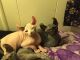 Sphynx Cats for sale in Pittsburgh, PA, USA. price: $1,700