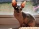 Sphynx Cats for sale in Massillon, OH, USA. price: NA