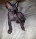 Sphynx Cats for sale in 02906 Sereno Ln, Fort Worth, TX 76244, USA. price: NA