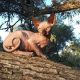 Sphynx Cats for sale in Placerville, CA 95667, USA. price: NA