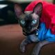 Sphynx Cats for sale in Tallahassee, FL, USA. price: $800