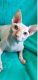 Sphynx Cats for sale in Westland, MI, USA. price: $1,000