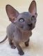 Sphynx Cats for sale in Fairfield, AL 35064, USA. price: $400