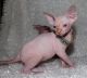 Sphynx Cats for sale in Helena, MT, USA. price: NA