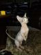 Sphynx Cats for sale in Grapevine, TX, USA. price: NA