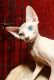 Sphynx Cats for sale in Madison, GA 30650, USA. price: NA