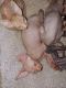 Sphynx Cats for sale in Mapleton, PA 17052, USA. price: NA