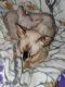 Sphynx Cats for sale in Mapleton, PA 17052, USA. price: NA