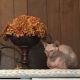 Sphynx Cats for sale in 415 N Pine St, Seaford, DE 19973, USA. price: $600
