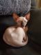 Sphynx Cats for sale in Syracuse, NY, USA. price: NA