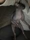 Sphynx Cats for sale in Ashford, CT 06278, USA. price: NA