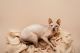 Sphynx Cats for sale in Oklahoma City, OK, USA. price: $1,500