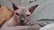 Sphynx Cats for sale in 8513 Edenton Rd, Fulton, MD 20759, USA. price: NA