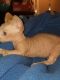 Sphynx Cats for sale in Newark, OH, USA. price: $2,000