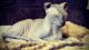 Sphynx Cats for sale in Black Hawk, CO, USA. price: NA