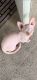 Sphynx Cats for sale in West Palm Beach, FL, USA. price: $1,450