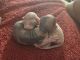 Sphynx Cats for sale in Cottage Grove, MN, USA. price: $1,200
