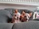 Sphynx Cats for sale in 86574 Highland Rd, Willow River, MN 55795, USA. price: $500