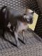Sphynx Cats for sale in Riverside, CA, USA. price: $1,000