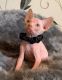 Sphynx Cats for sale in Malolos Ave, Bagong Barrio West, Caloocan, Metro Manila, Philippines. price: NA