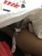 Sphynx Cats for sale in Brooklyn, NY, USA. price: $1,500