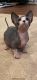 Sphynx Cats for sale in Boiling Springs, SC 29316, USA. price: $2,200