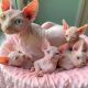 Sphynx Cats for sale in East St Louis, IL 62206, USA. price: NA