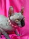 Sphynx Cats for sale in Seattle, WA, USA. price: $200
