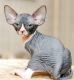 Sphynx Cats for sale in Utah Ave, Flint, MI 48506, USA. price: $800