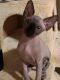 Sphynx Cats for sale in 1342 N Archie Ave, Fresno, CA 93703, USA. price: $1,200
