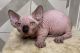 Sphynx Cats for sale in Florida City, FL, USA. price: $1,200