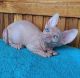 Sphynx Cats for sale in Louisville, KY, USA. price: $600
