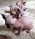 Sphynx Cats for sale in Louisville, KY, USA. price: $800