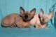 Sphynx Cats for sale in Port Royale Blvd, Fort Lauderdale, FL 33308, USA. price: NA