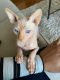 Sphynx Cats for sale in King of Prussia, PA, USA. price: NA