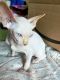 Sphynx Cats for sale in Salt Lake City, UT 84118, USA. price: $1,200