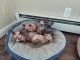 Sphynx Cats for sale in Fostoria, OH 44830, USA. price: NA