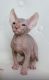 Sphynx Cats for sale in Revere, MA, USA. price: NA