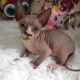 Sphynx Cats for sale in California City, CA, USA. price: $400