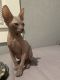 Sphynx Cats for sale in St. Petersburg, FL, USA. price: $800