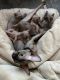 Sphynx Cats for sale in Chicago, IL, USA. price: $1,700