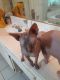 Sphynx Cats for sale in Hurst, TX, USA. price: NA