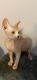 Sphynx Cats for sale in Boiling Springs, SC 29316, USA. price: $1,200
