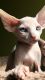 Sphynx Cats for sale in 535 Neptune Ave, Brooklyn, NY 11224, USA. price: $2,500