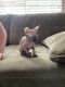 Sphynx Cats for sale in Lafayette, CO, USA. price: $1,800